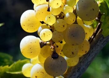 The Ultimate Guide to Choosing the Best Cannabis Seeds for Your Garden