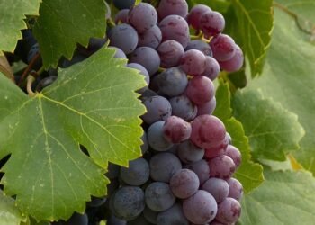 The Healing Power of Cannabis: Unlocking the Health Benefits of Different Strains