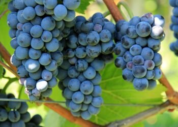 Growing Green: The Art and Science of Organic Cannabis Cultivation