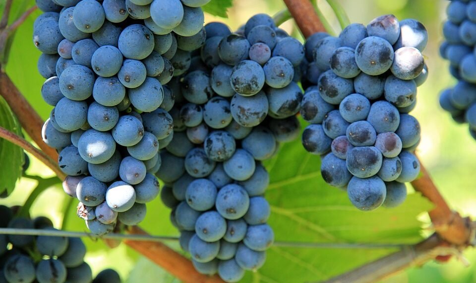 Growing Green: The Art and Science of Organic Cannabis Cultivation