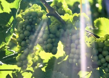 Unleashing the Power of Nature: The Ultimate Guide to Outdoor Cannabis Cultivation