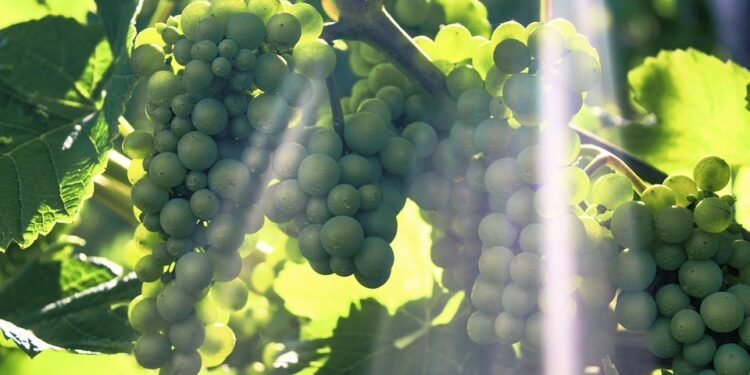 Unleashing the Power of Nature: The Ultimate Guide to Outdoor Cannabis Cultivation