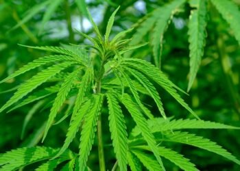 Unlocking the Secrets of Organic Cannabis Cultivation: A Guide to Sustainable and High-Quality Grow Operations