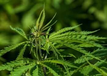 Budding Bliss: Embracing the Cannabis Lifestyle