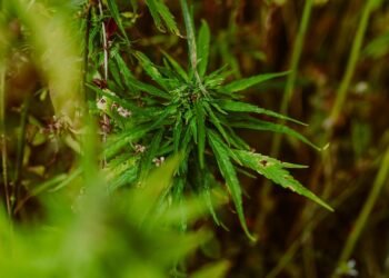 Unlocking the Healing Power of Cannabis: A Natural Approach to Pain Relief