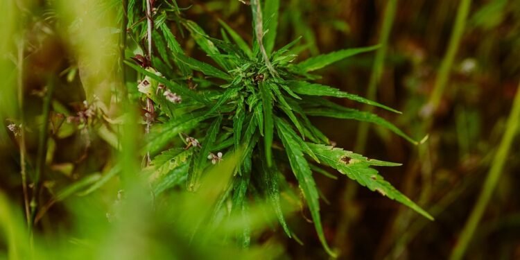 Unlocking the Healing Power of Cannabis: A Natural Approach to Pain Relief