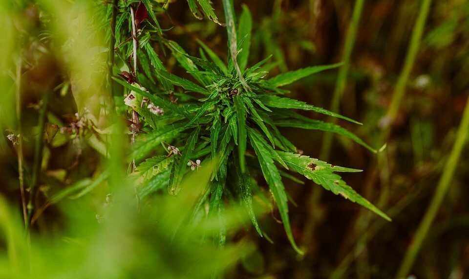 Unlocking the Healing Power of Cannabis: A Natural Approach to Pain Relief