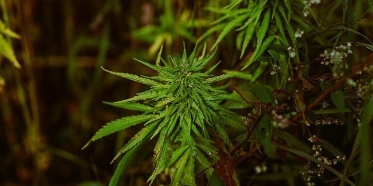 The Healing Herb: How Cannabis is Revolutionizing Cancer Treatment