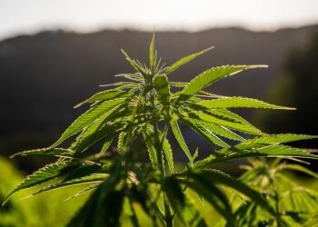 Clearing the Haze: Navigating the New Era of Cannabis Regulations