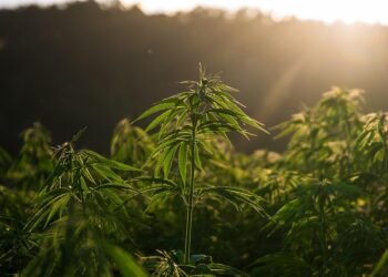 Inside the High Life: Exploring the THC Subculture