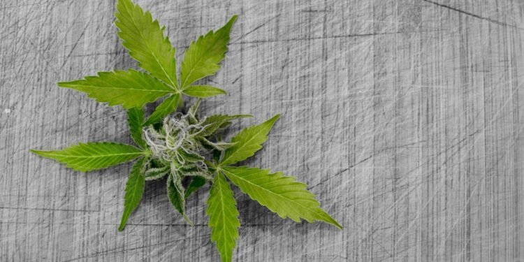 The Healing Power of MMJ: Unlocking Nature&rsquo;s Medicine for Better Health