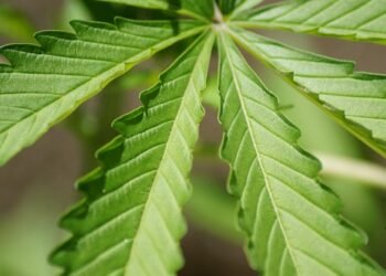 Exploring the Exquisite Palette of Cannabis Strain Flavors: A Sensory Journey