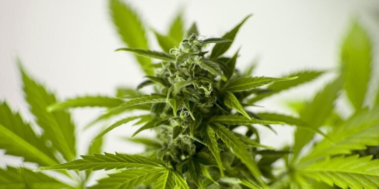 Revolutionize Your Grow: The Essential Cannabis Cultivation Equipment Every Grower Needs