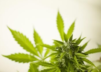 Unlocking the Power of THC: A Natural Solution for Chronic Pain Relief