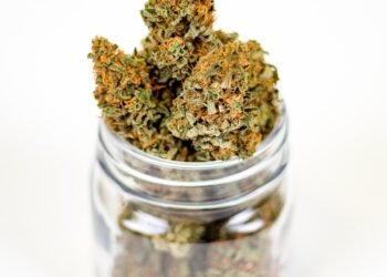 The High Life: Exploring the World of Marijuana Culture