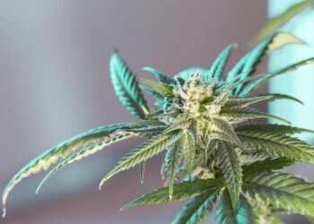 The Ultimate Guide to Cannabis Strains: Find Your Perfect Match Today!