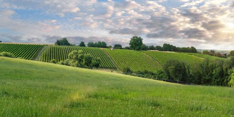 Mastering the Art of Indoor Cannabis Cultivation: A Guide to Growing Premium Plants in Any Space