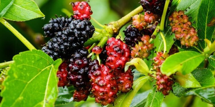 The Healing Power of Cannabis: Unlocking the Health Benefits for a Better Life