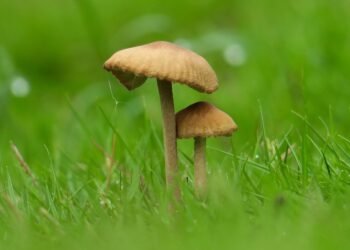 Unlocking the Power of Hybrid Cannabis: Discover the Ultimate Blend for Your Wellness Journey