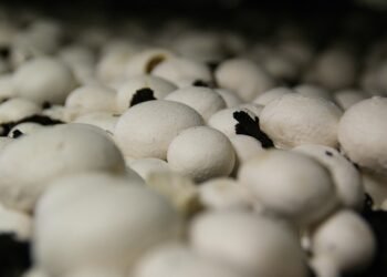 Optimizing Your Cannabis Cultivation: Maximizing Growth with Ideal Growing Conditions