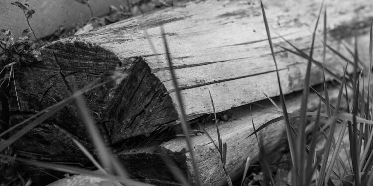 Elevate Your Senses with Sativa: Unleashing the Power of Energizing Cannabis