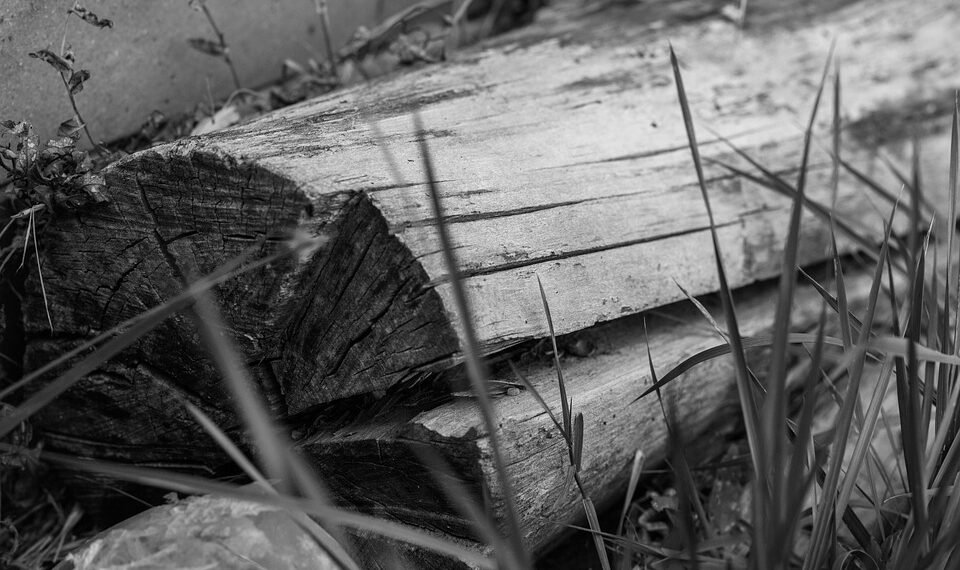 Elevate Your Senses with Sativa: Unleashing the Power of Energizing Cannabis