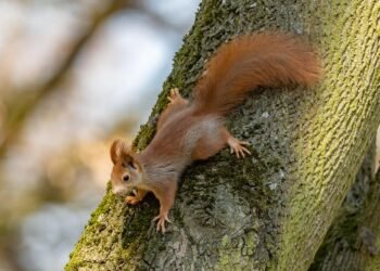 Mastering the Art of Cannabis Cultivation: From Seed to Harvest