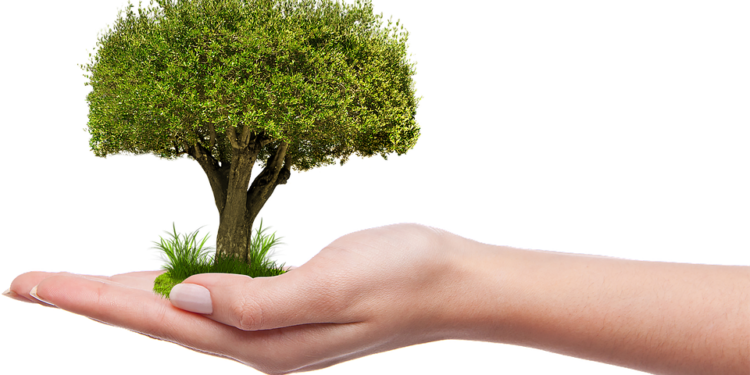 The Green Revolution: Maximizing Cannabis Yields for Profit and Sustainability