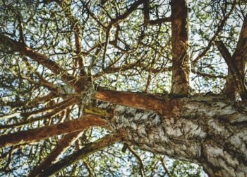 Highly Rated: Unbiased Cannabis Strain Reviews to Help You Find Your Perfect Match