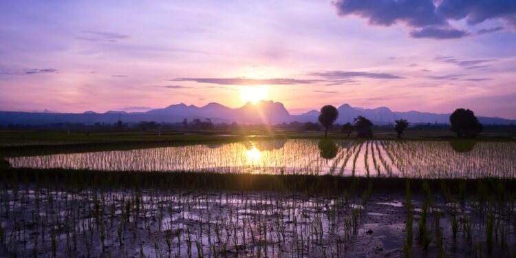 Maximizing Your Cannabis Harvest: Strategies for Optimal Yield and Quality