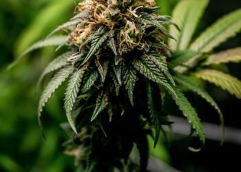 Uncovering the Hidden Gems: Exploring Rare and Exotic Cannabis Strains