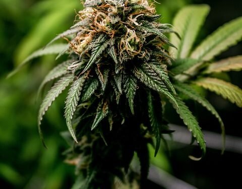 Uncovering the Hidden Gems: Exploring Rare and Exotic Cannabis Strains