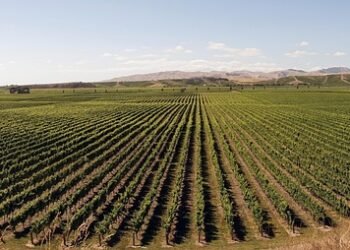 Mastering the Art of Cannabis Cultivation: Expert Tips for Growing Success