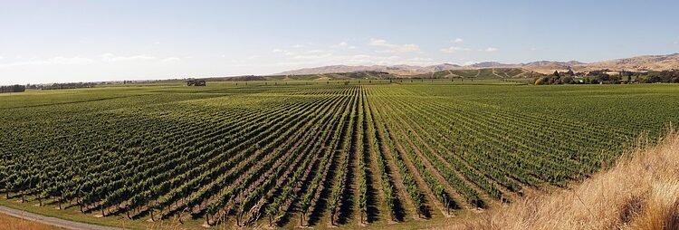 Mastering the Art of Cannabis Cultivation: Expert Tips for Growing Success