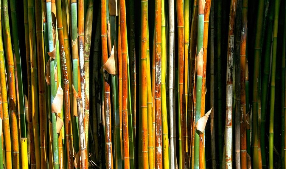 Protect Your Plants: The Ultimate Guide to Cannabis Pest Control Strategies