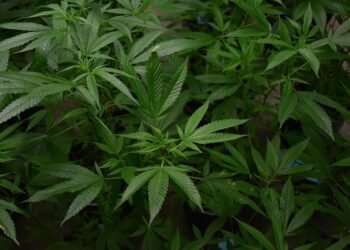 The Perfect Balance: Unveiling the Optimal THC to CBD Ratio for Maximum Benefits