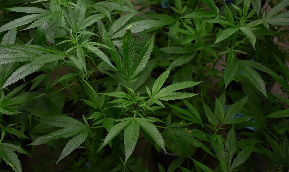 The Perfect Balance: Unveiling the Optimal THC to CBD Ratio for Maximum Benefits