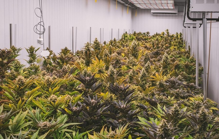 The Flavorful World of Cannabis: Exploring the Tantalizing Tastes of Top Strains