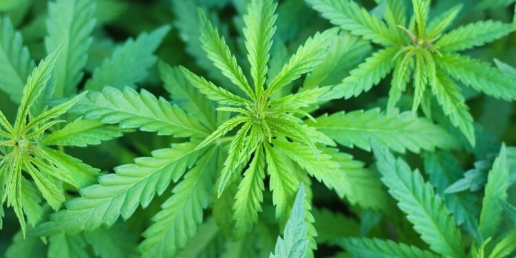 The Healing Power of THC Oil: How This Natural Remedy Can Transform Your Health