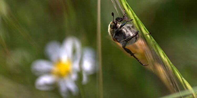 Unlocking the Healing Power: Exploring the Benefits of High-CBD Cannabis Strains