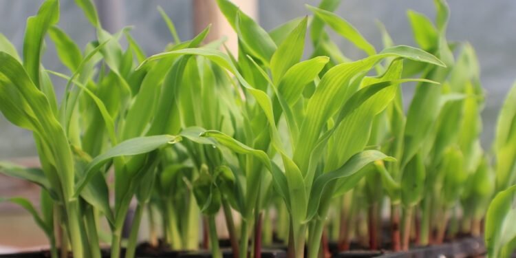 Blooming Success: Mastering Cannabis Cultivation in a Greenhouse Environment