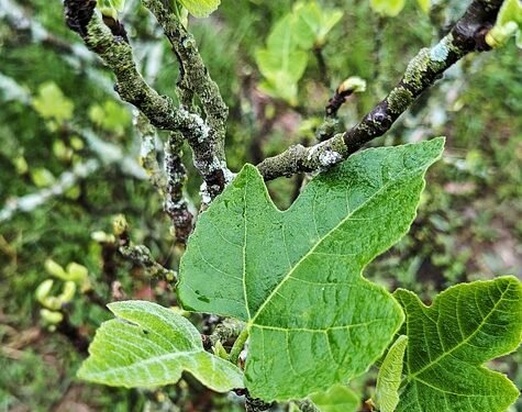 The Ultimate Cannabis Cultivation Guide: From Seed to Harvest