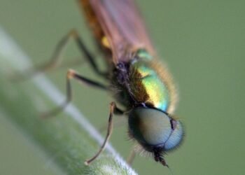 Unbiased Bud Breakdowns: The Ultimate Guide to Cannabis Strain Reviews