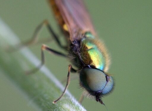 Unbiased Bud Breakdowns: The Ultimate Guide to Cannabis Strain Reviews