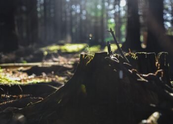 Unleashing the Power of Potency: The Mind-Blowing Effects of Top Cannabis Strains