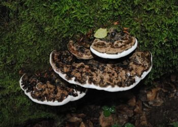 Unlock Your Creativity with Sativa: The Ultimate Strain for Inspiration