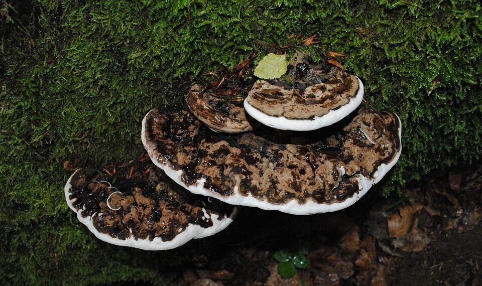 Unlock Your Creativity with Sativa: The Ultimate Strain for Inspiration