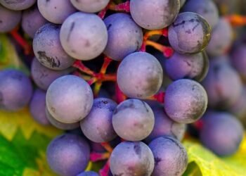 The Ultimate Guide to Growing Healthy and Vibrant Cannabis Plants: Tips and Techniques for Successful Plant Care