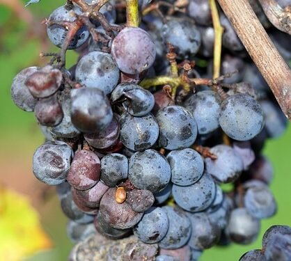 Shedding Light on Cannabis: Understanding the Optimal Light Requirements for Healthy Growth