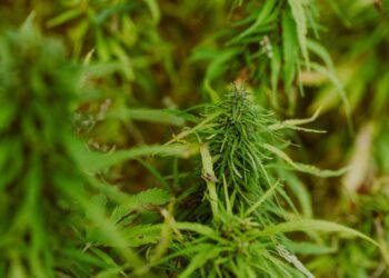 The Green Prescription: Unlocking the Healing Power of Medical Cannabis